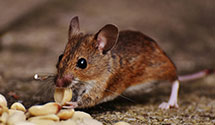 24 Hour & Emergency Exterminators in Oologah, OK